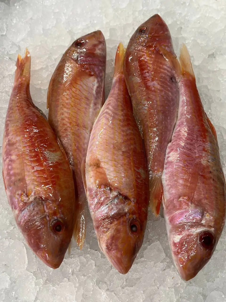 Барабуля антл