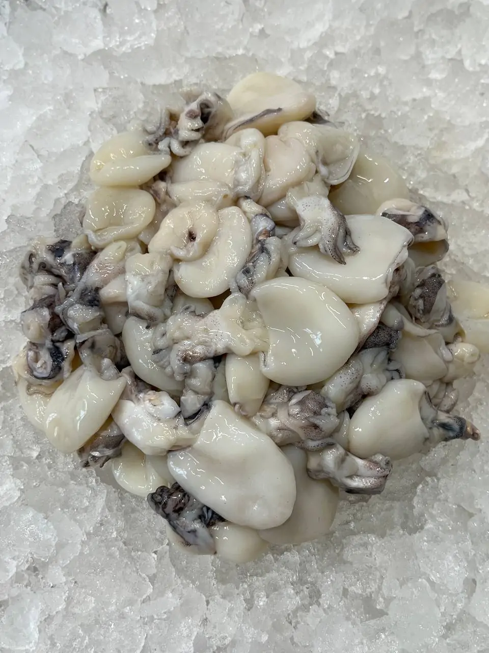 Бебі каракатиця